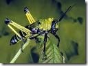 grasshopper