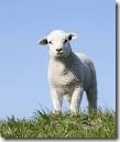 lamb