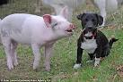 pig and dog